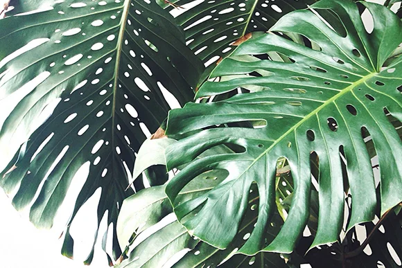 Große grüne Blätter einer Pflanze